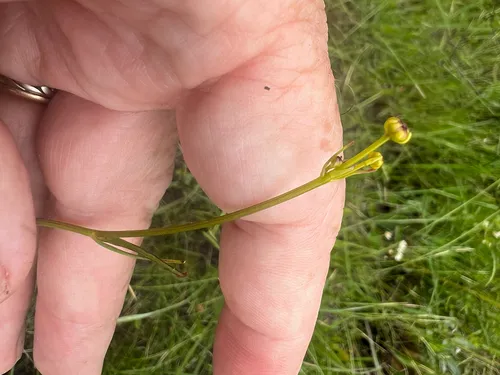 Sickle Tickseed — photo by Alan Weakley