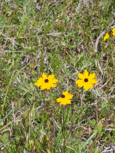 Florida Tickseed