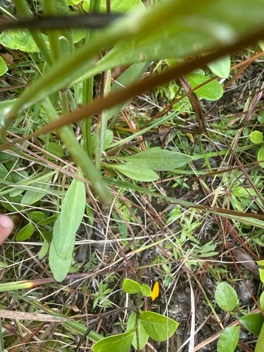 Coastal Plain Tickseed