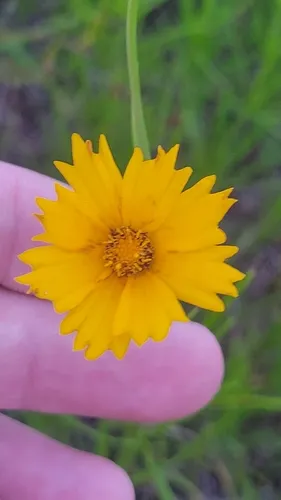 Largeflower Tickseed — photo by Clayton Jones