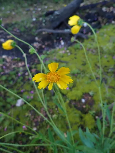 Lanceleaf Tickseed