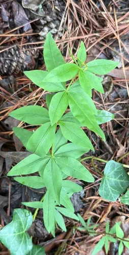 Greater Tickseed — photo by Matt Neidert