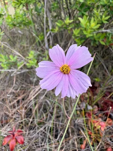 Georgia Tickseed — photo by candelarias