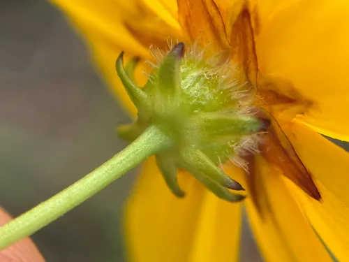 Crown Tickseed