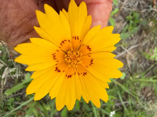 Rio Grande Tickseed — photo by Derek Muschalek