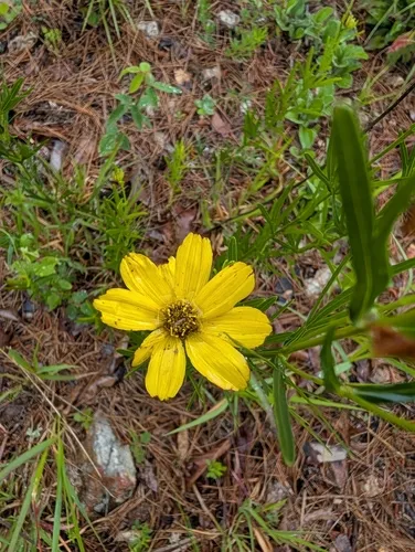 Stiff Tickseed — photo by S.R. Weems