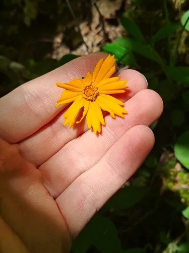Star Tickseed