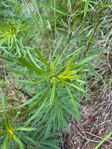 Woodland Tickseed — photo by Mark McKnight