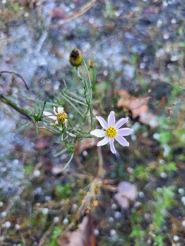 Pink Tickseed — photo by Sean Rigney