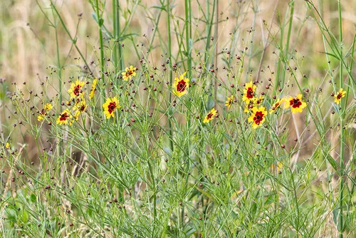 Golden Tickseed