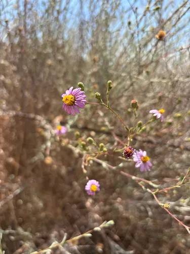 Common Sandaster — photo by Sophie