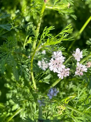 Coriander — photo by eliasml