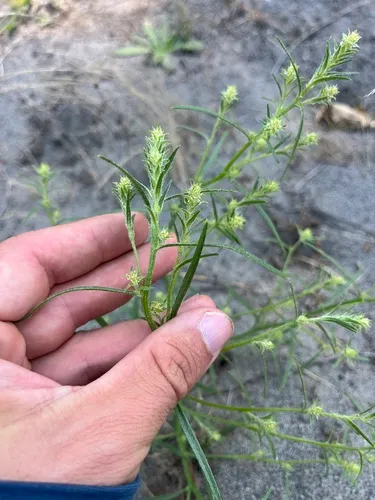 Common Bugseed