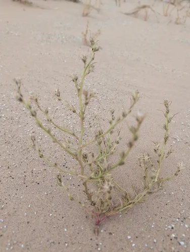 Siberian Bugseed