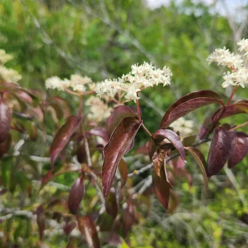 Toughleaf Dogwood — photo by Kevin Haywood