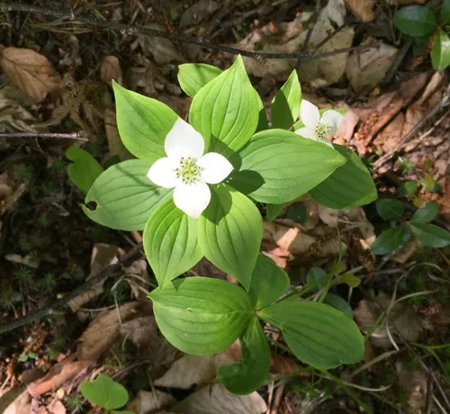Bunchberry Dogwood