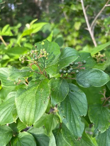 Roughleaf Dogwood — photo by Jean Solana