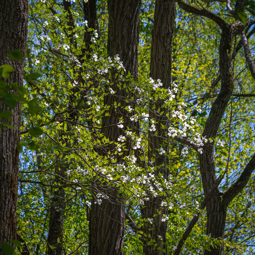 Flowering Dogwood — photo by Barbara Livieri