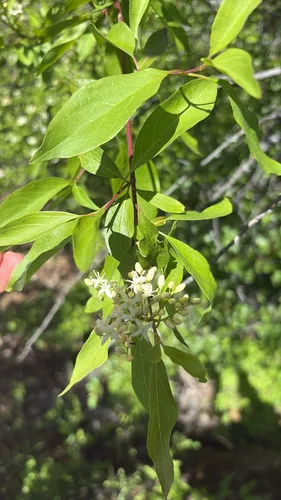Brown Dogwood
