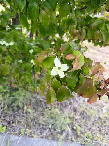Kousa Dogwood — photo by moodejo