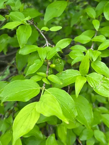 Cornelian Cherry — photo by Наталья Пикалова