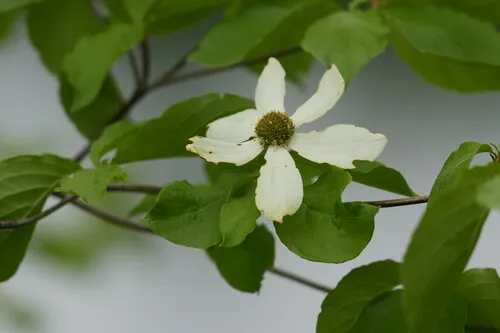 Pacific Dogwood — photo by carbapple