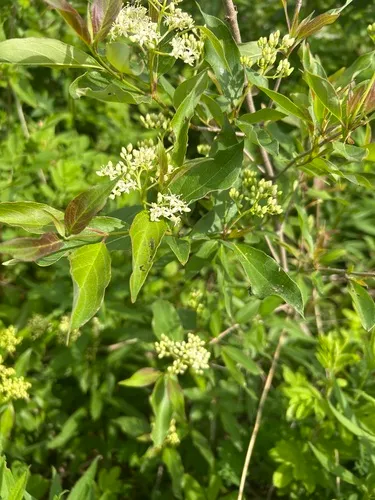 Gray Dogwood