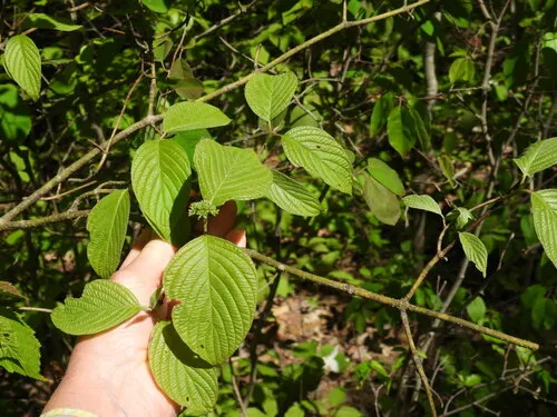 Roundleaf Dogwood