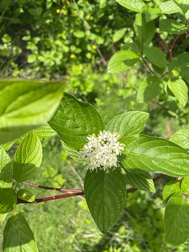 Redosier Dogwood — photo by holdenshabitat