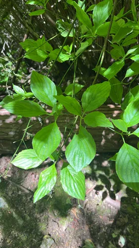 Blackfruit Dogwood