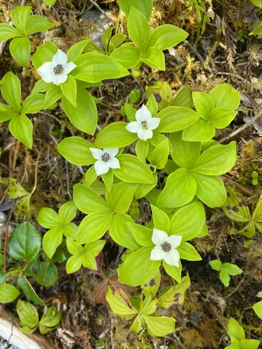 Western Cordilleran Bunchberry — photo by antarctica4ever