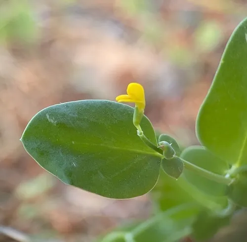 Yellow Crownvetch
