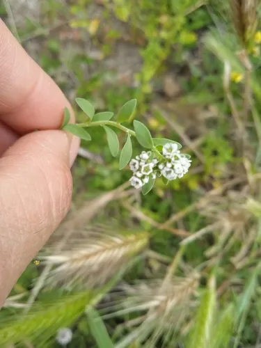 Strapwort — photo by patricia-andreia