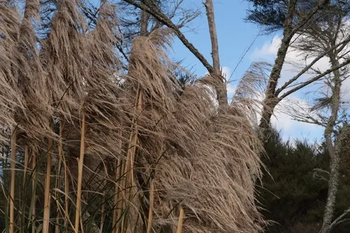 Purple Pampas Grass — photo by Andrianl