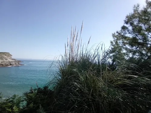 Uruguayan Pampas Grass
