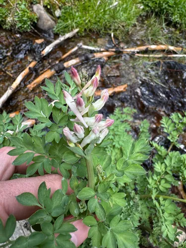 Sierra Fumewort — photo by Blaine Ross