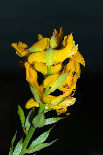 Mealy Fumewort