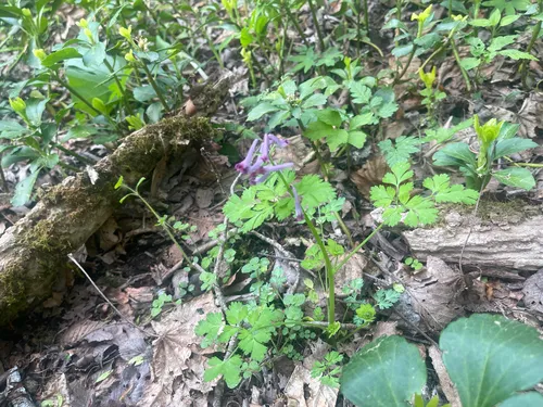 Incised Fumewort — photo by Masaki Hamaguchi