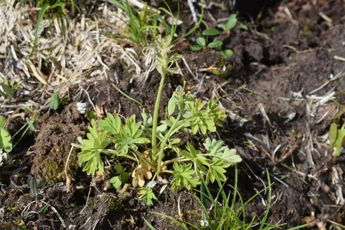 Fewflower Fumewort