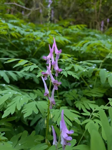 Scouler's Fumewort