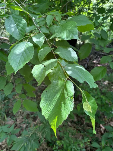 American Hazelnut