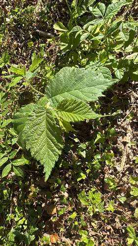 Common Filbert