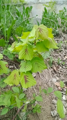 Siberian Hazelnut
