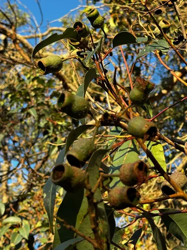 Redgum