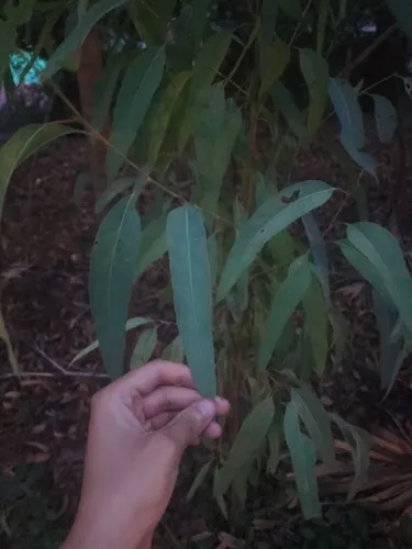 Lemonscented Gum