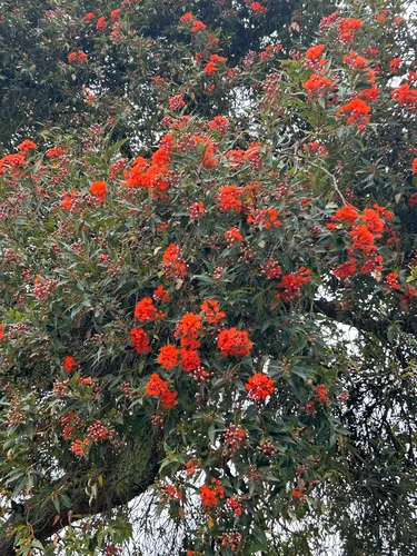 Redflower Gum
