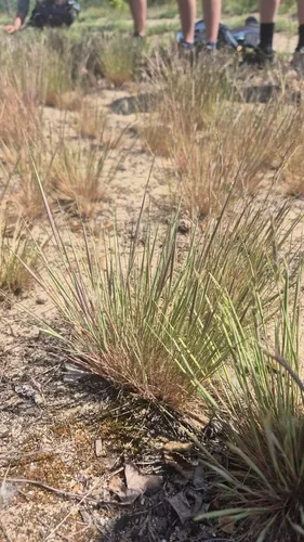 Gray Clubawn Grass — photo by kalina_hable
