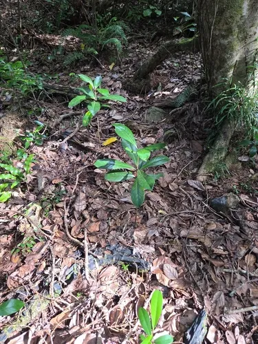 Karaka Nut — photo by uncle_yowie