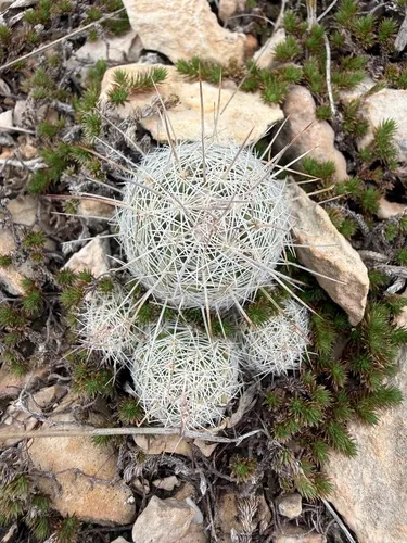 Rhinoceros Cactus
