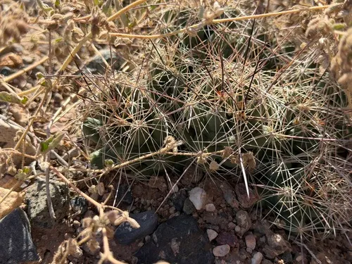 Nipple Beehive Cactus
